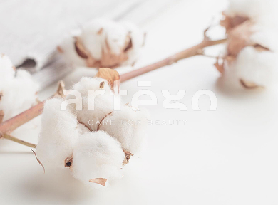 ARTEGO: BLONDE & CARE