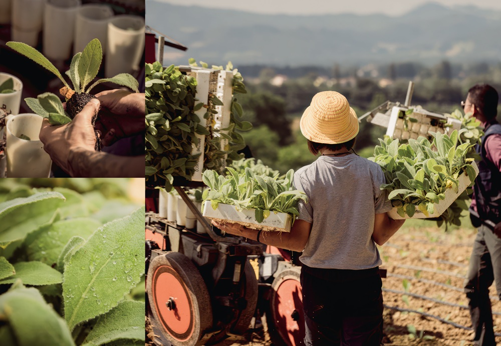 Lokalne uprawy organiczne